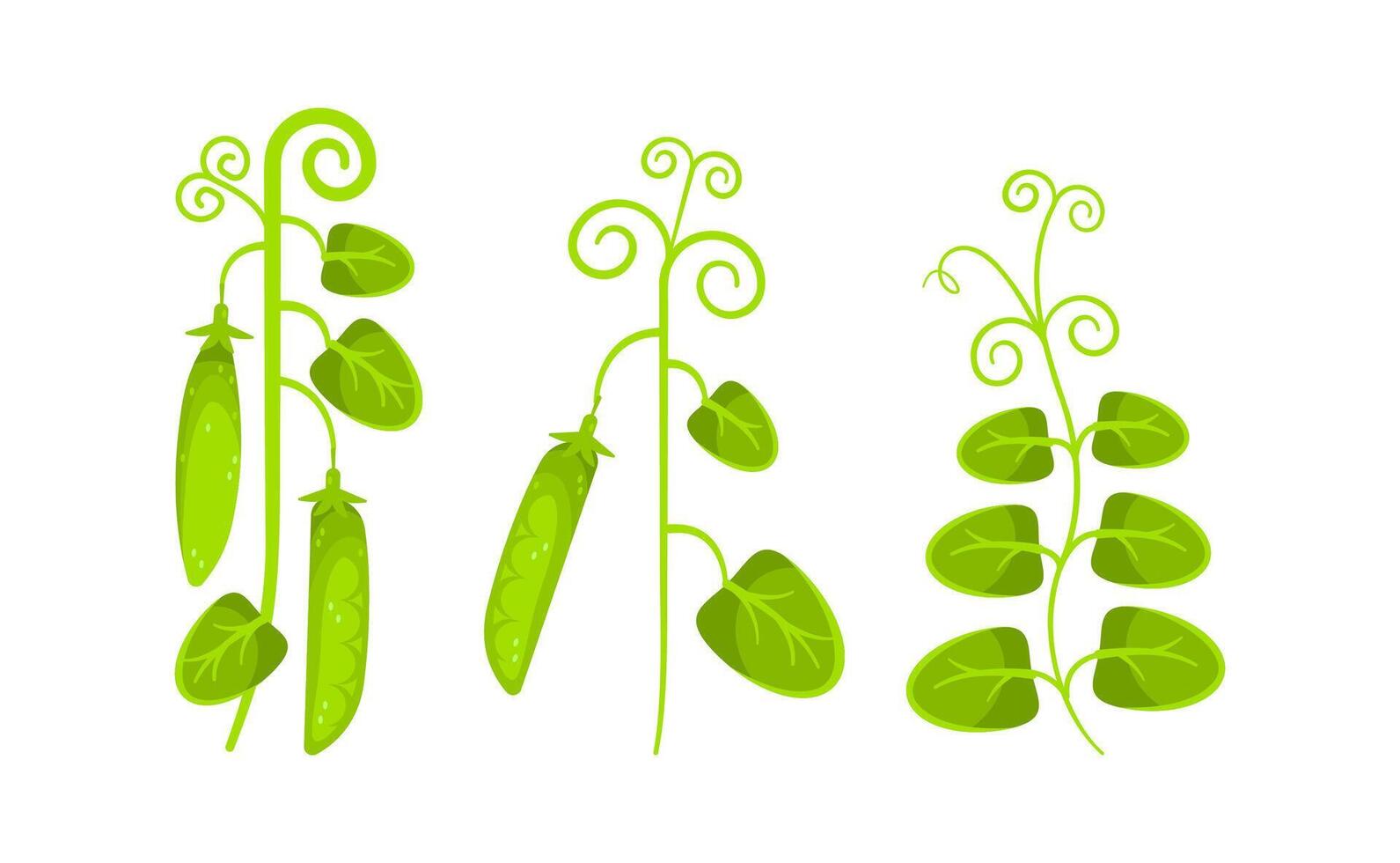 Growing pea plant with pods and leaves showing plant development stages vector