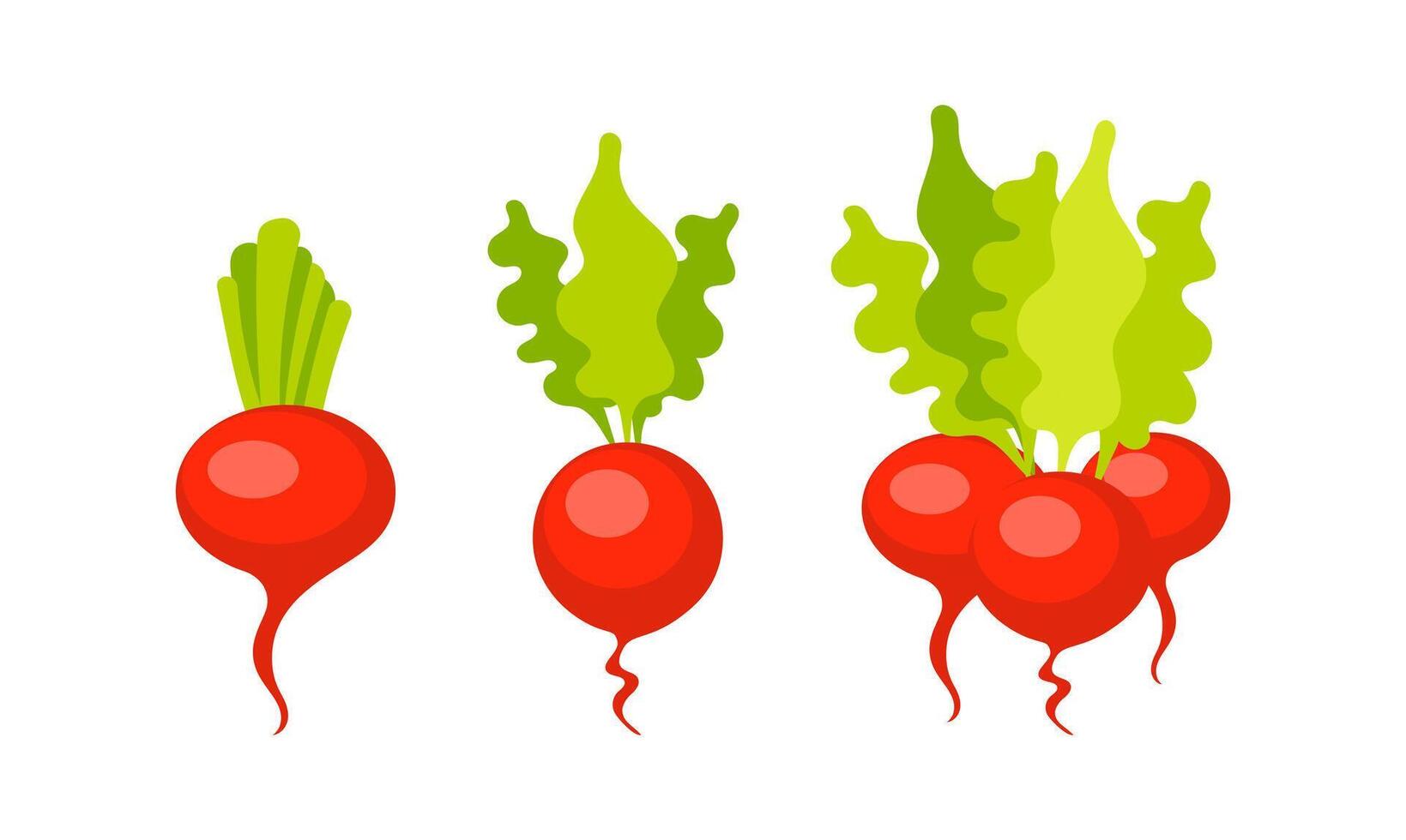 Fresh Radishes Growing from Small to Big Showing Agricultural Progress vector