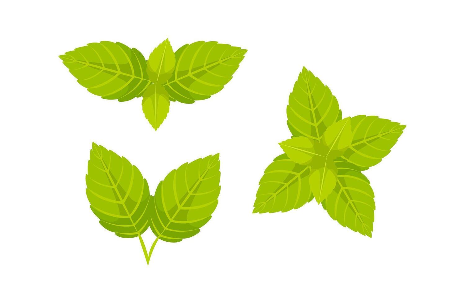 Fresh mint leaves showing vibrant green color on white background vector