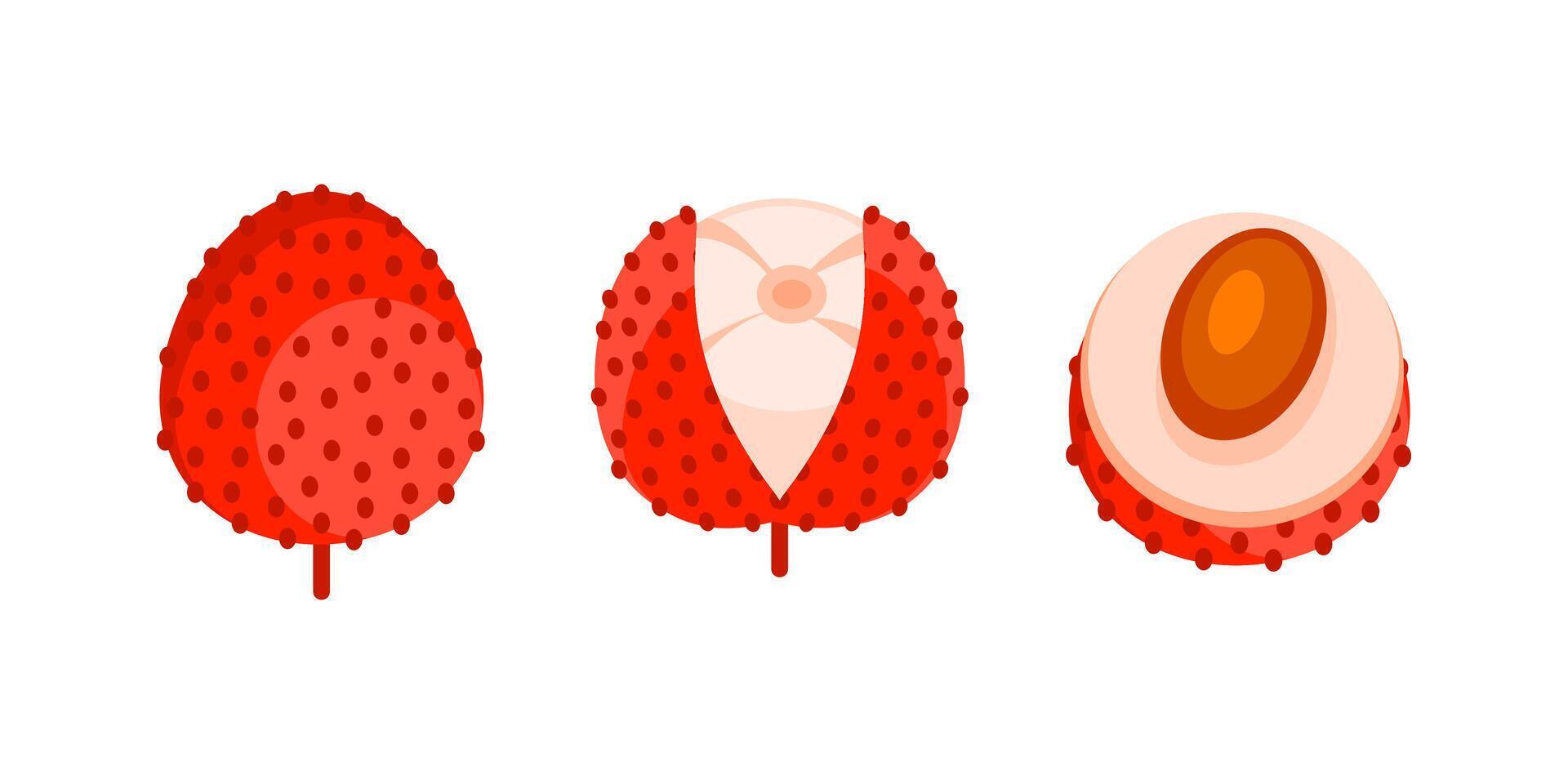 Fresh lychee fruit showing whole, peeled and sliced stages vector