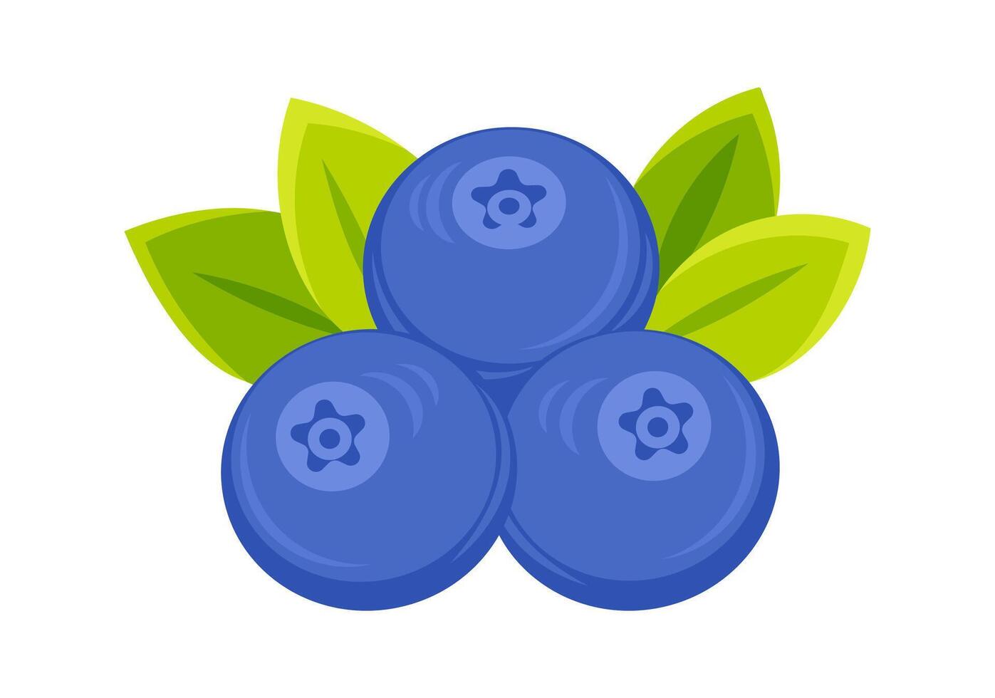 Fresh blueberries with leaves isolated on white background vector