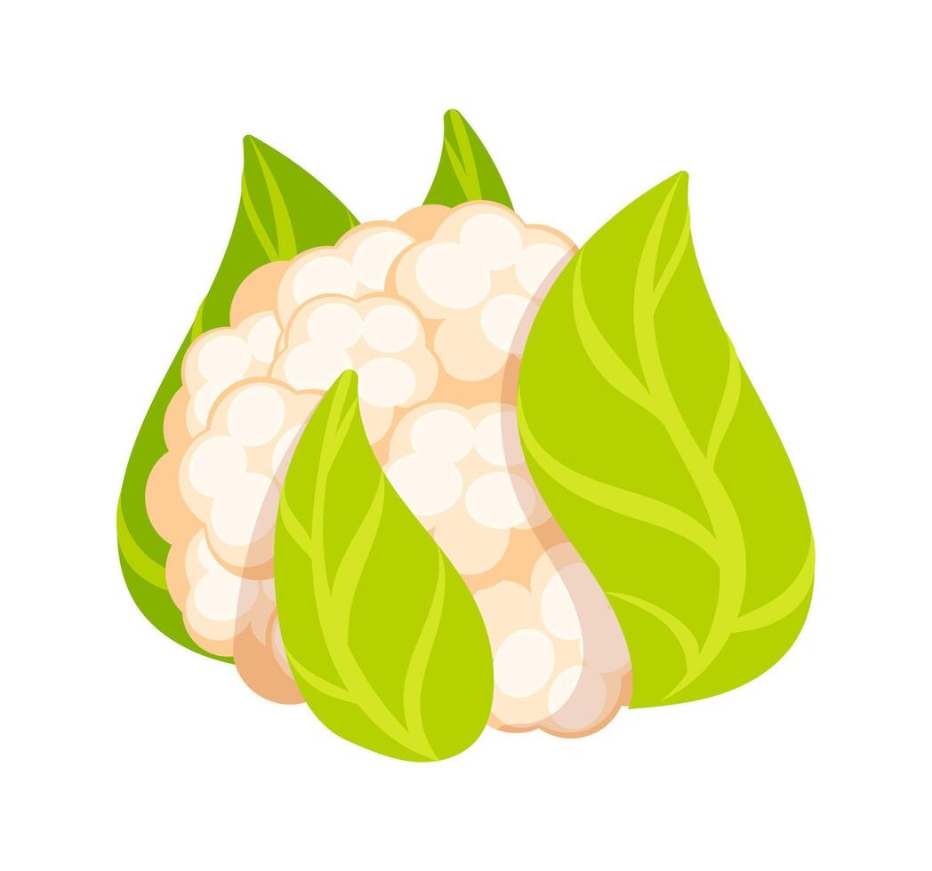 Fresh cauliflower surrounded by vibrant green leaves isolated on white background vector