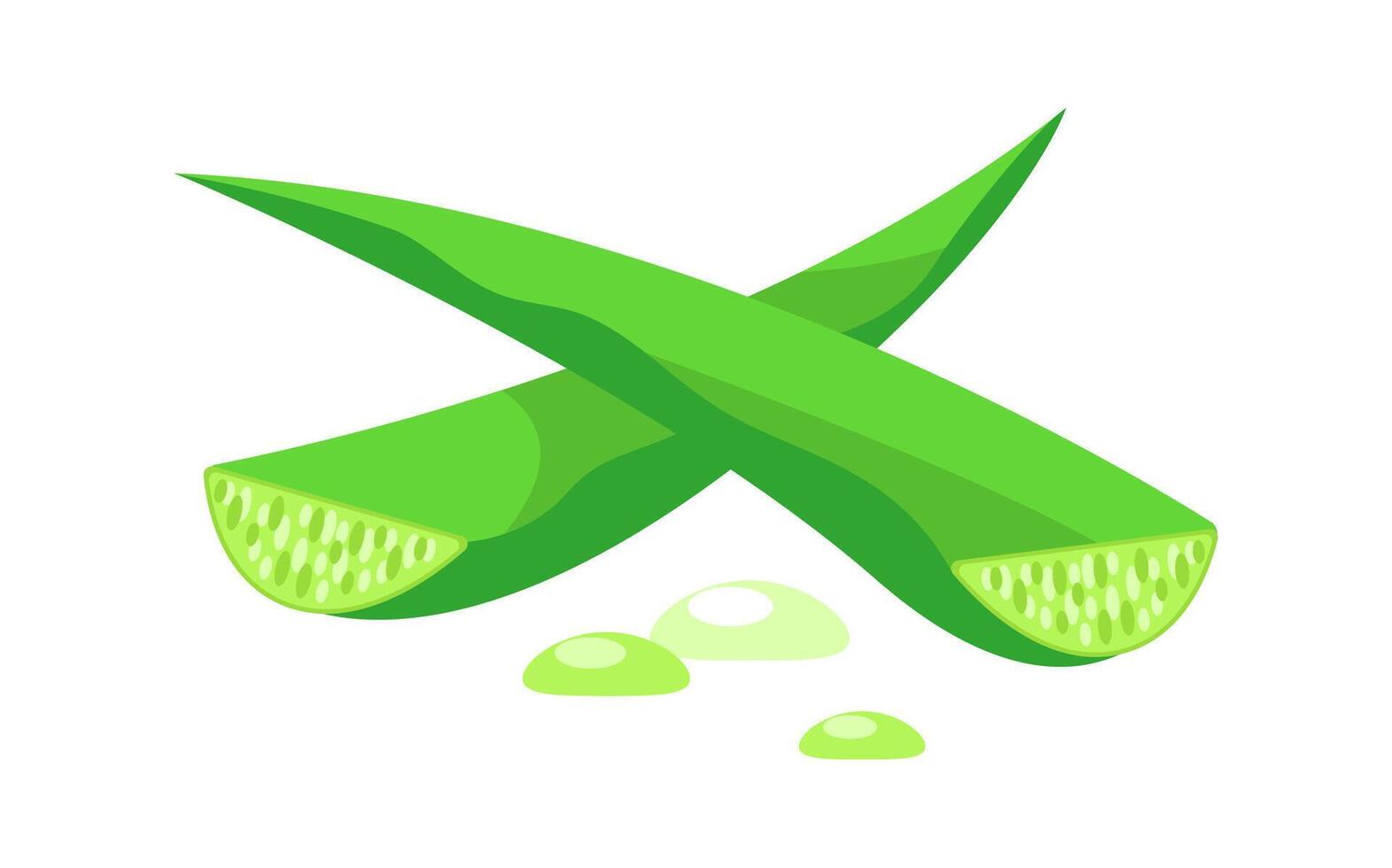Two crossed aloe vera leaves with dripping juice promoting natural healing vector