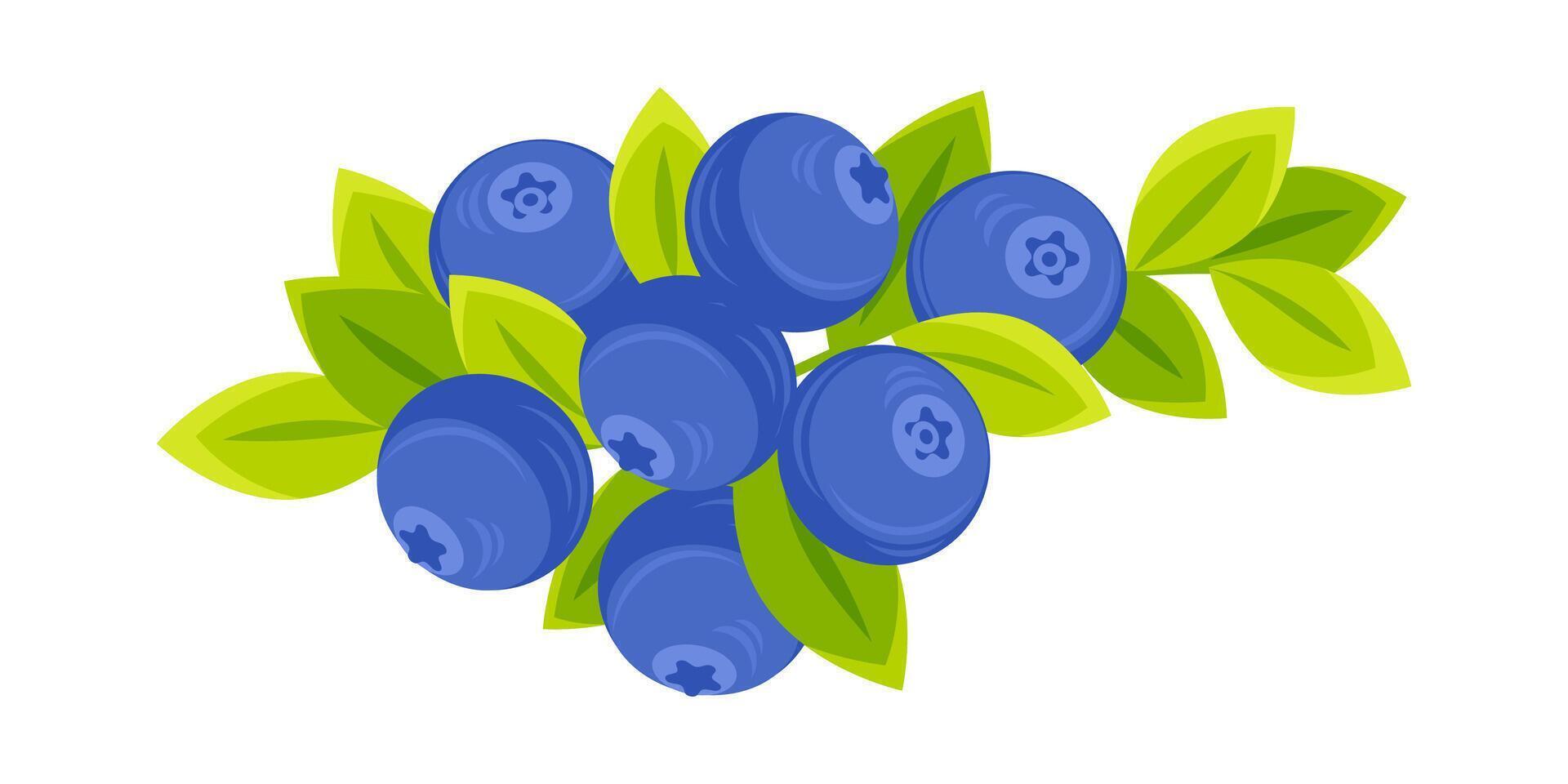 Fresh blueberries growing on a branch with green leaves vector