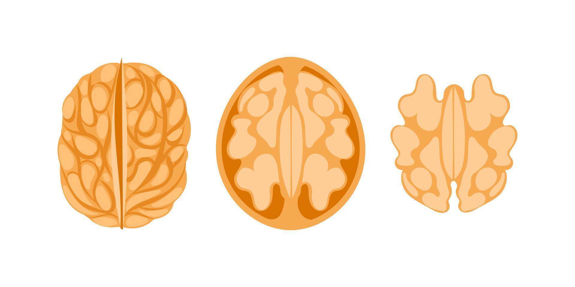 Walnut Kernel Showing Three Different Viewpoints on White Background vector