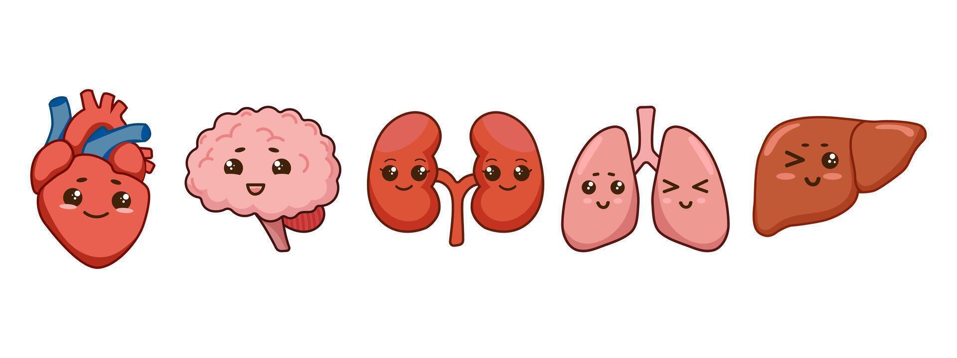 Human organs set with heart, brain, kidneys, lungs, and liver with cute smiling faces in kawaii style. Icons, stickers, prints,educational materials, anatomy posters, medical and healthcare. vector