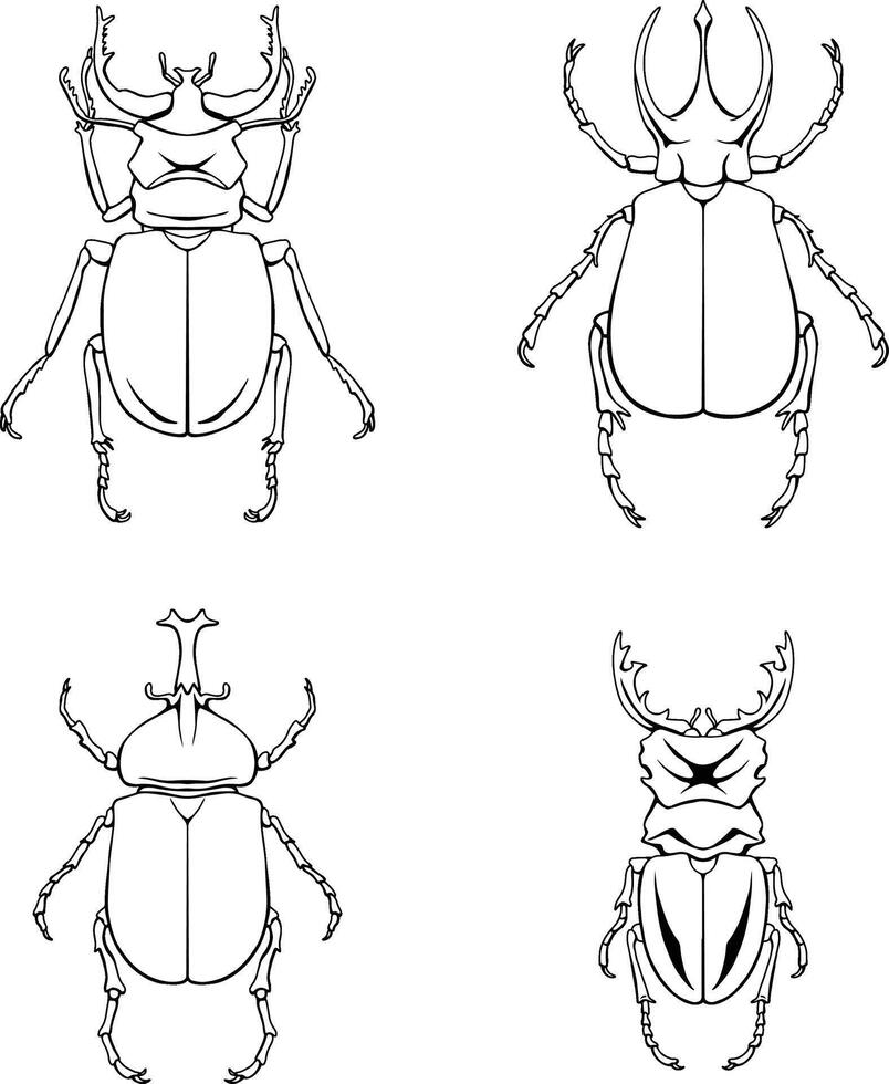 beetle line art illustration vector
