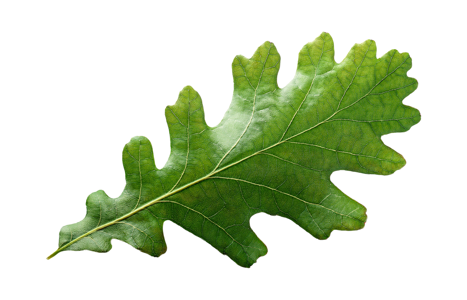 Angled Green Oak Leaf with Deep Lobes and Textured Surface png