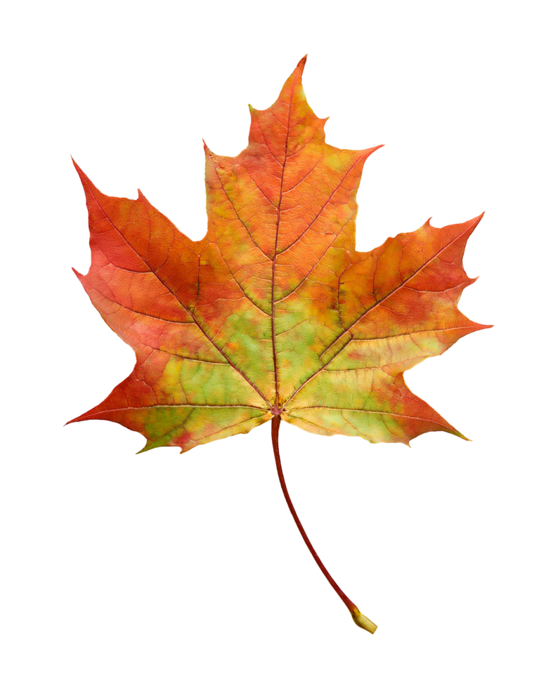 Vibrant Autumn Maple Leaf with Red, Orange, and Green png