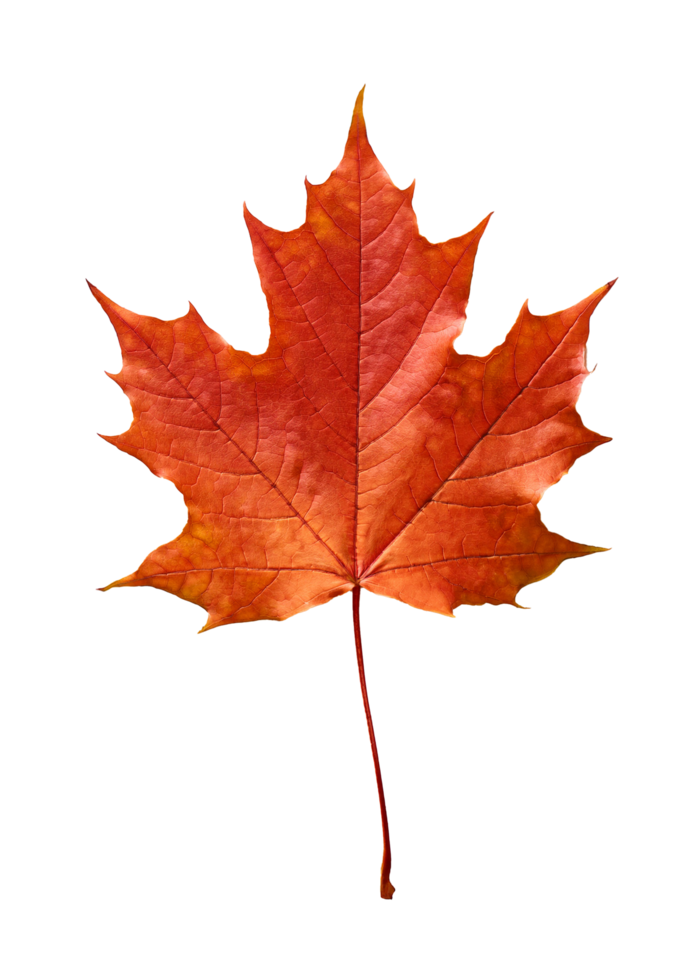 Vibrant Red Maple Leaf in Full Autumnal Glory png