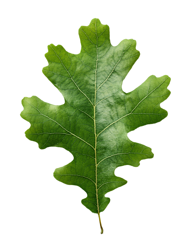 Fresh Green Oak Leaf with Rounded Lobes png