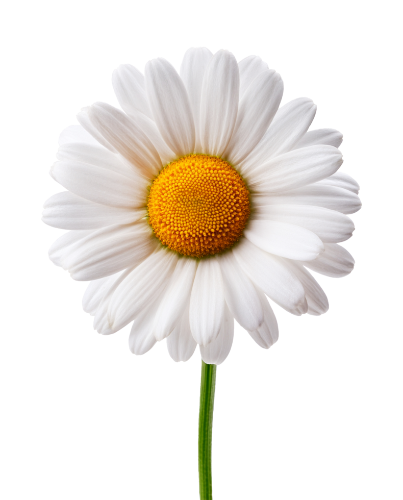 Perfect White Daisy on a Green Stem png