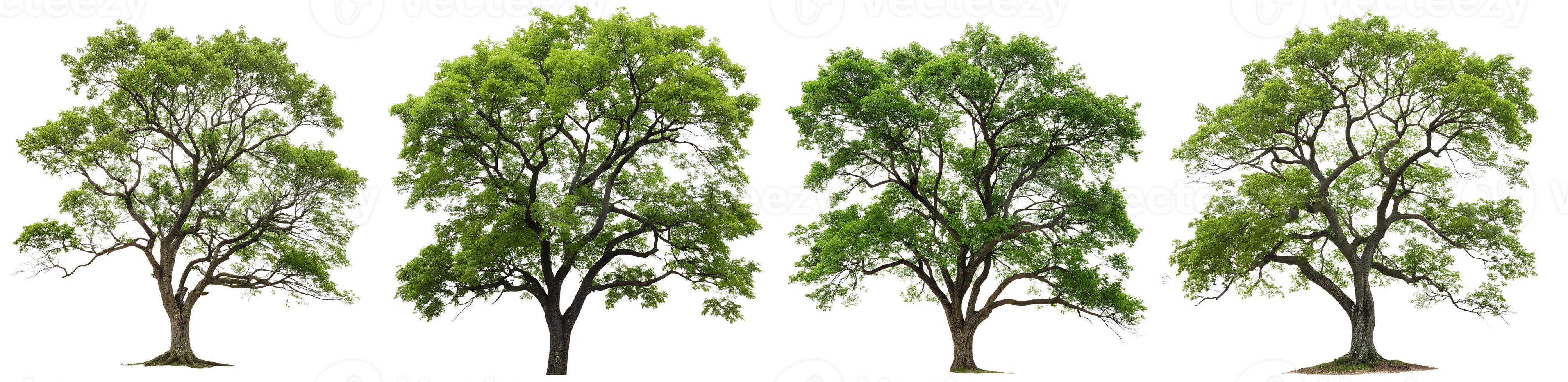 A set of green trees on a white background.... photo