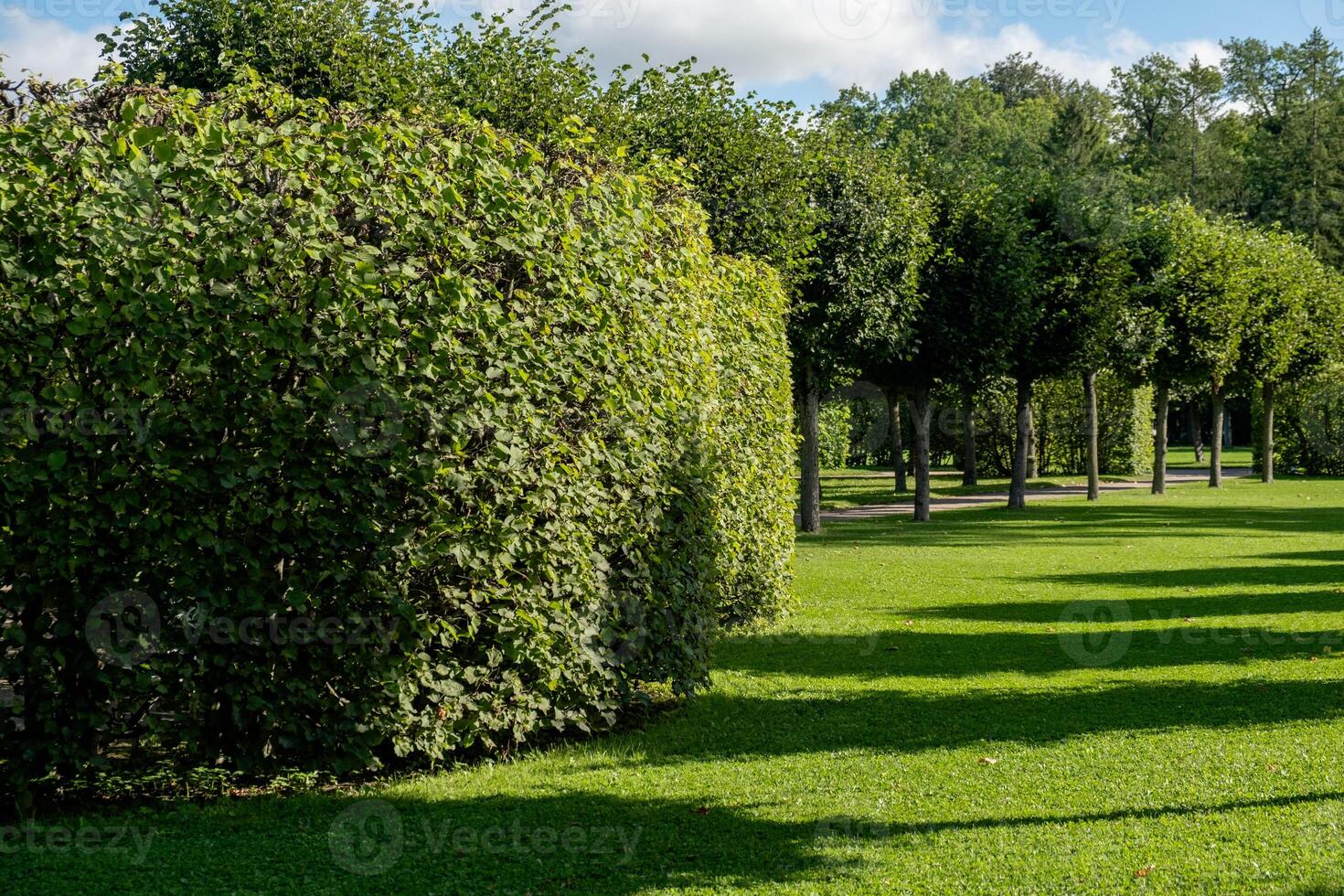 Stunning greenery and hedges surrounding the Great Catherine Palace gardens in Russia during a sunny day photo
