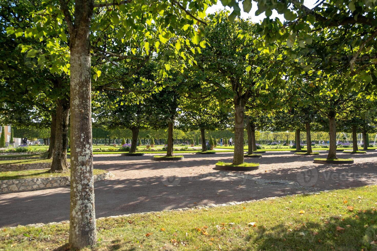 Beautiful tree-lined pathways in Peterhof showcasing natures tranquility and the timeless elegance of historic gardens photo