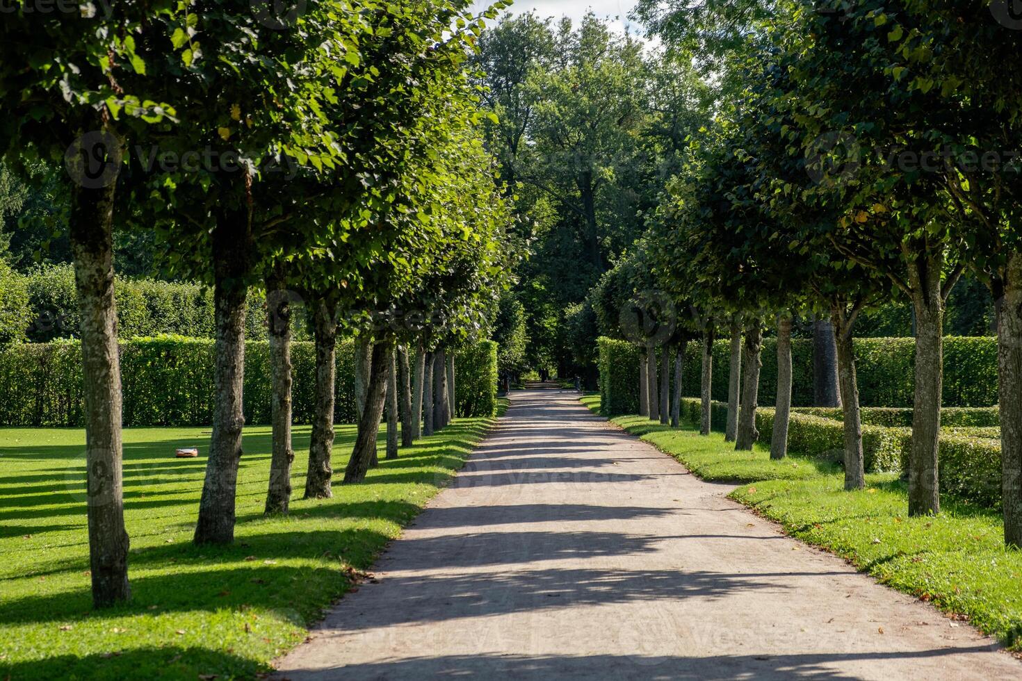 Pathway lined with trees leading to the Great Catherine Palace in Russia during a sunny day photo