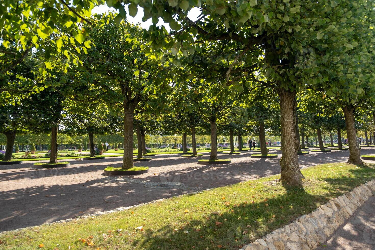 Strolling through lush pathways at Peterhof gardens on a sunny day with vibrant greenery and neatly trimmed trees photo