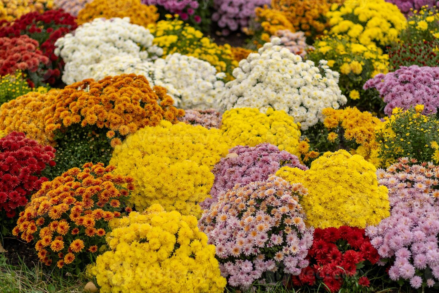 Colorful display of chrysanthemums in a garden during a sunny autumn day photo