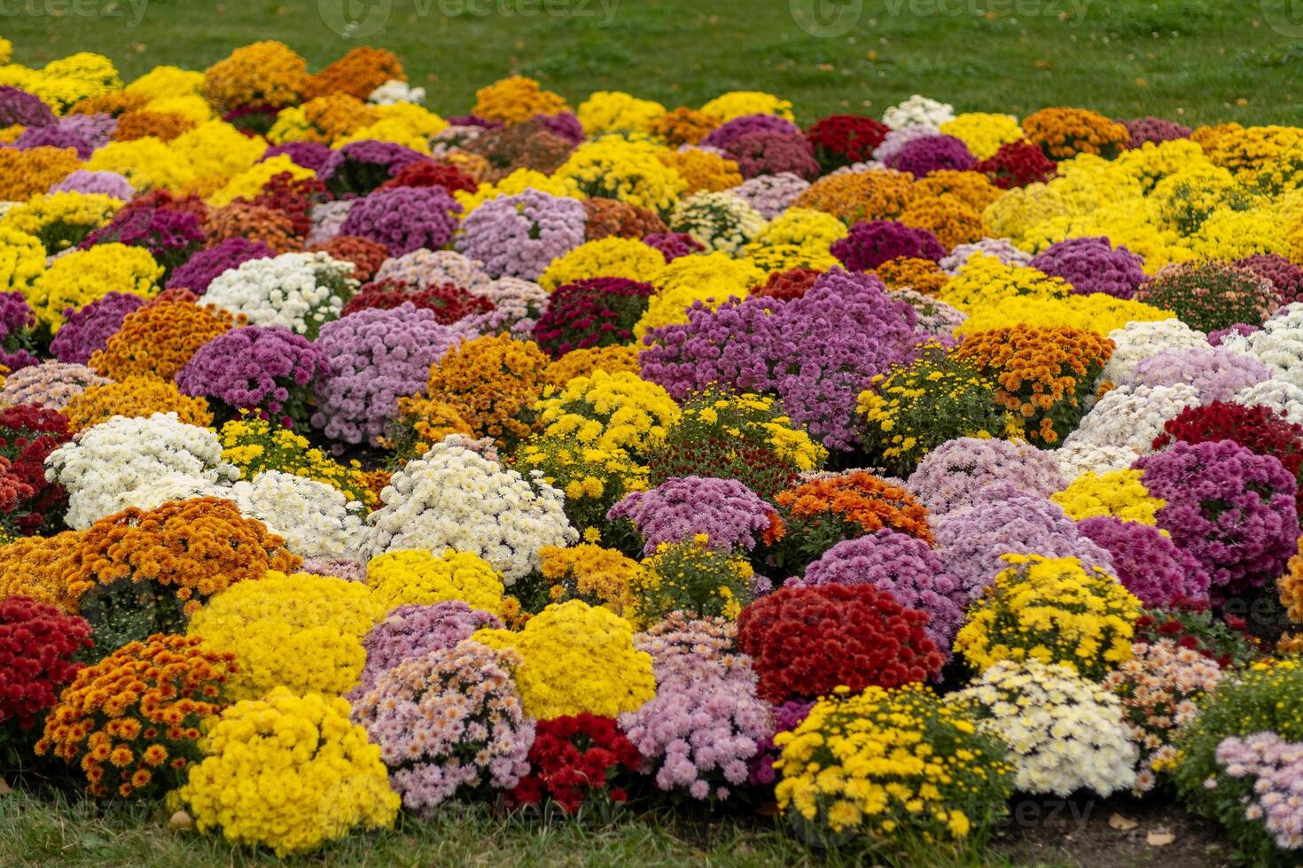 Colorful display of blooming chrysanthemums in a public garden during autumn season photo