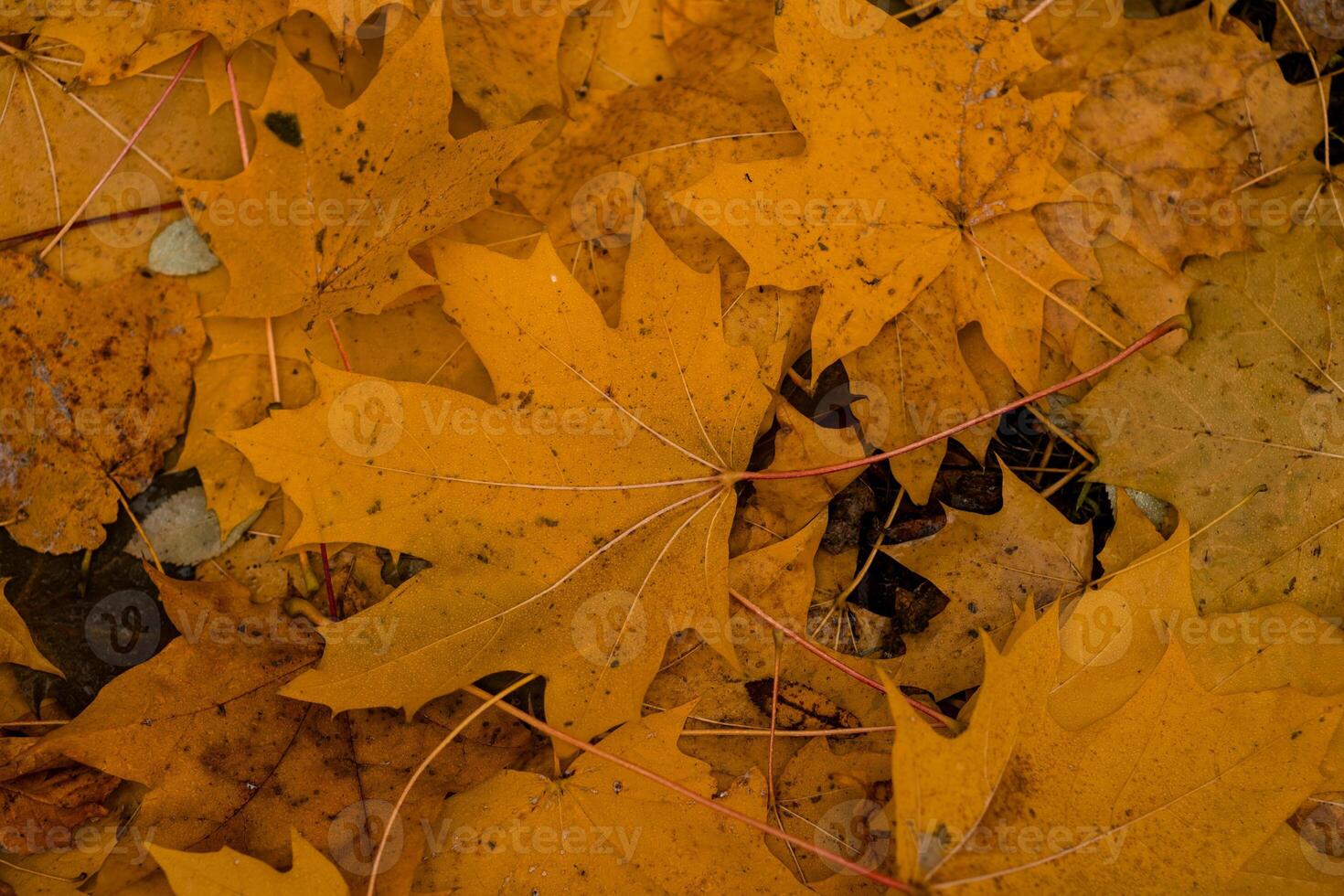 Vibrant autumn leaves cover the ground in a cascade of golden hues in a serene park setting photo