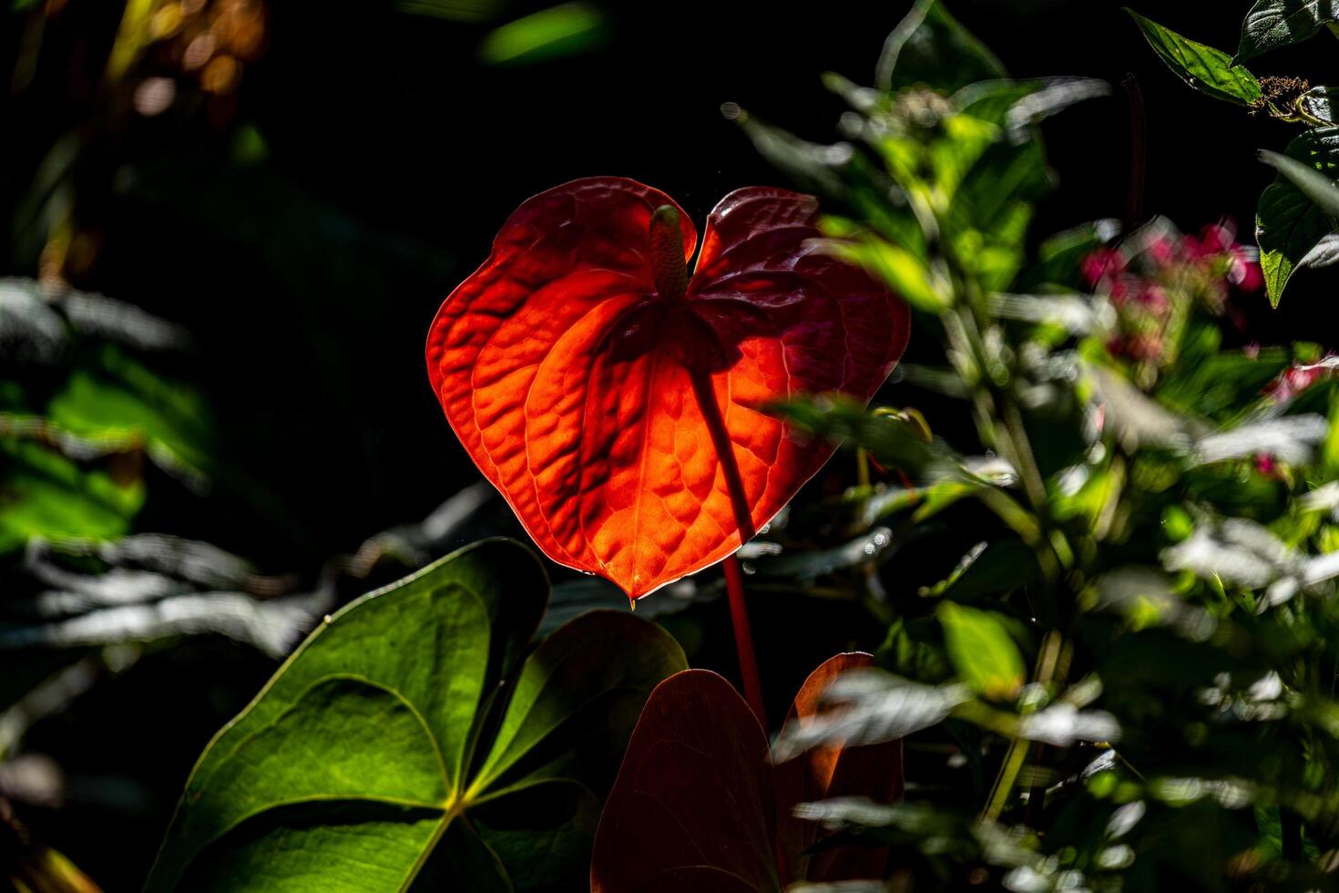 A red flower in the middle of a green plant photo