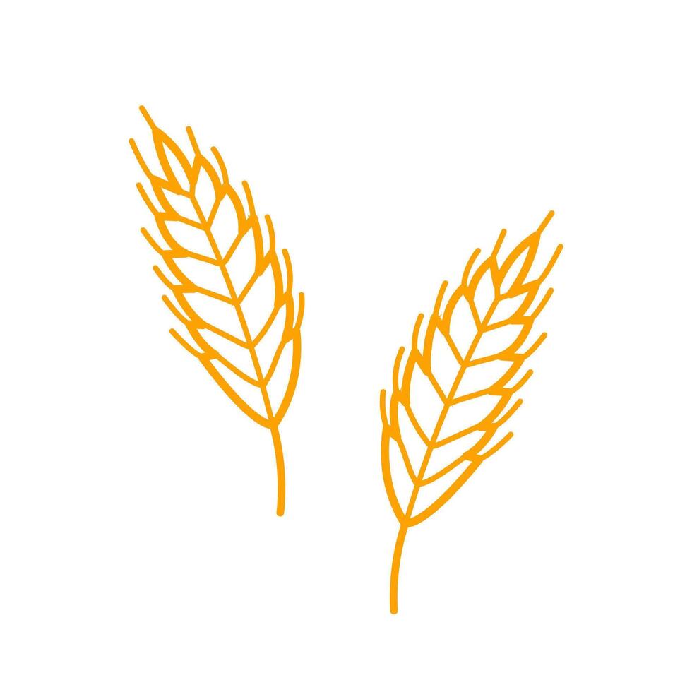 Wheat plant spikelets. Hand drawn sketch icon of oat, rye, barley. Isolated illustration in doodle line style. vector