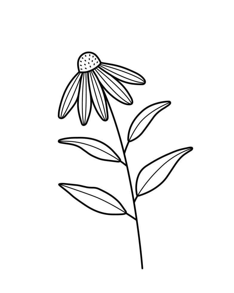 Echinacea flower. Organic nature medical herb. Hand drawn line logo. Isolated illustration in doodle line style. vector