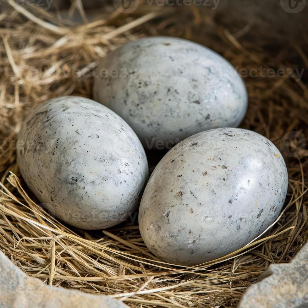 Unique grey eggs resting in a natural nest photo