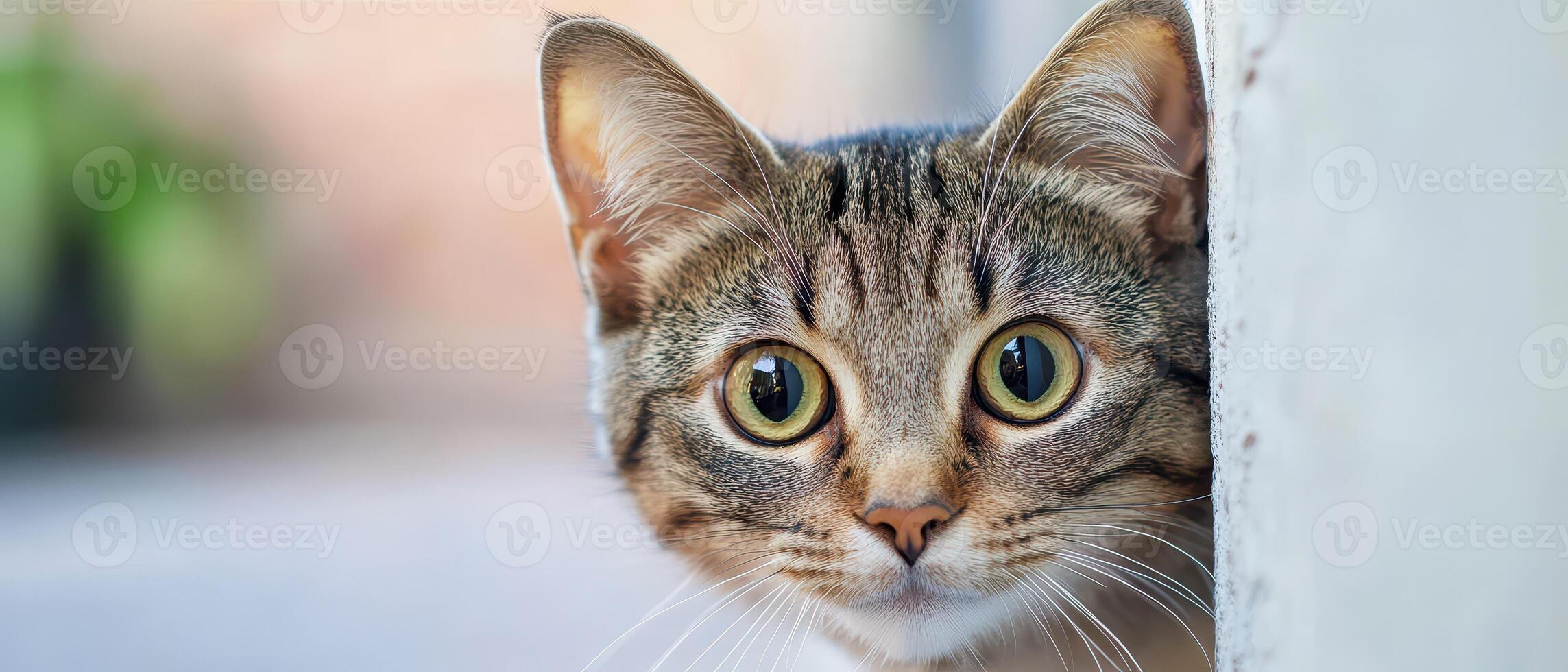 Curious cat peeking around a corner in sunlight photo