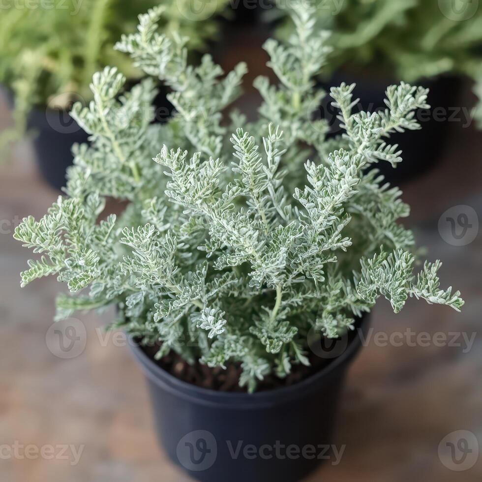 Fresh greenery in a pot on a wooden surface photo