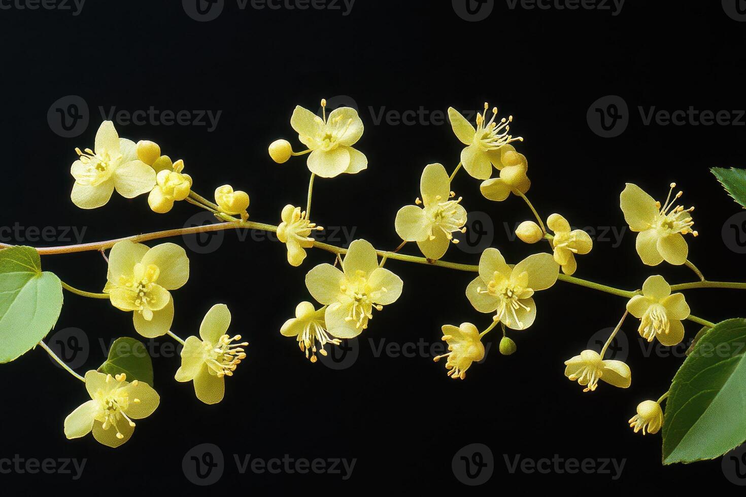 Delicate yellow flowers enhance natural beauty photo