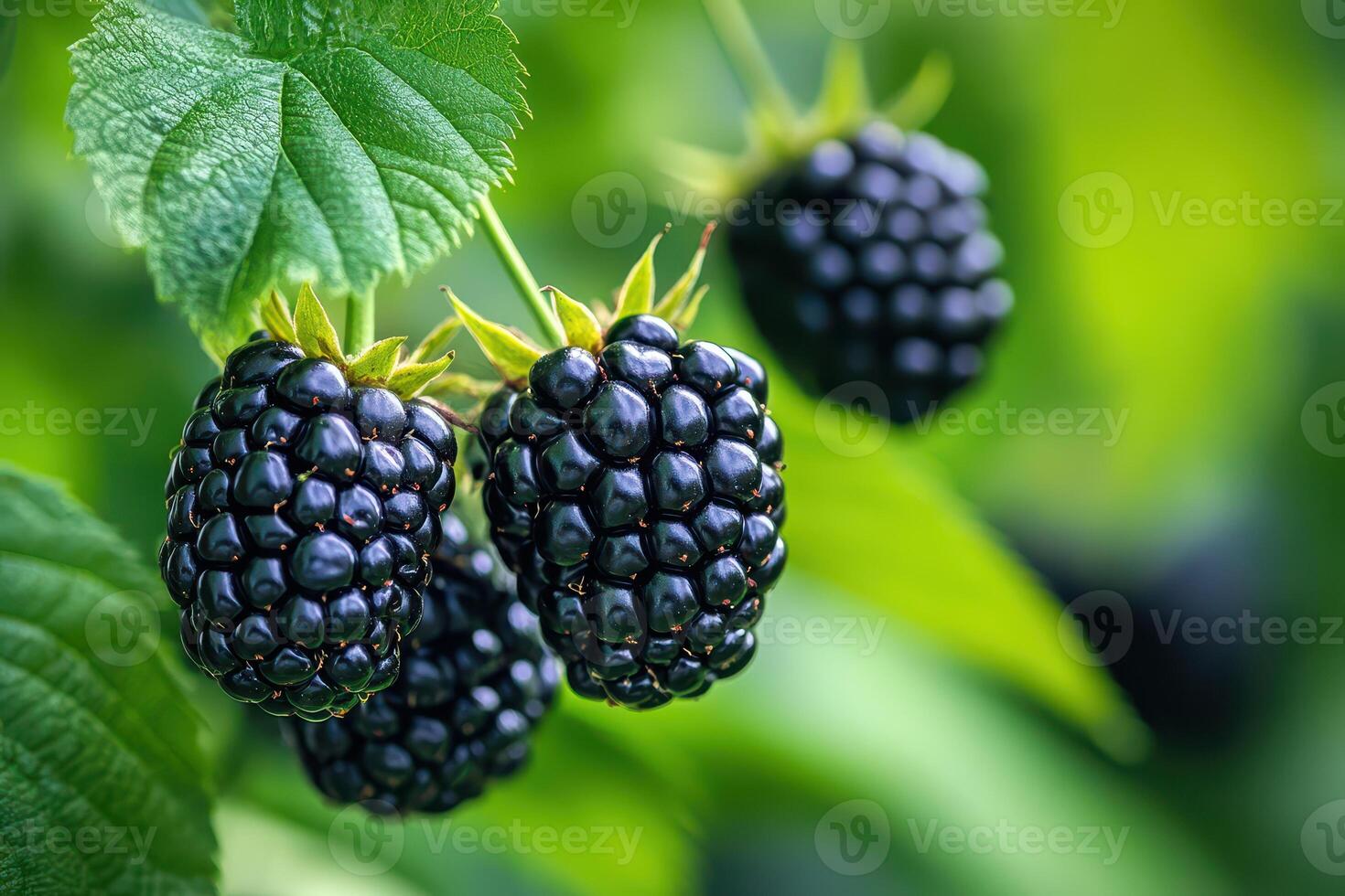 Blackberries thrive on vines in gardens photo