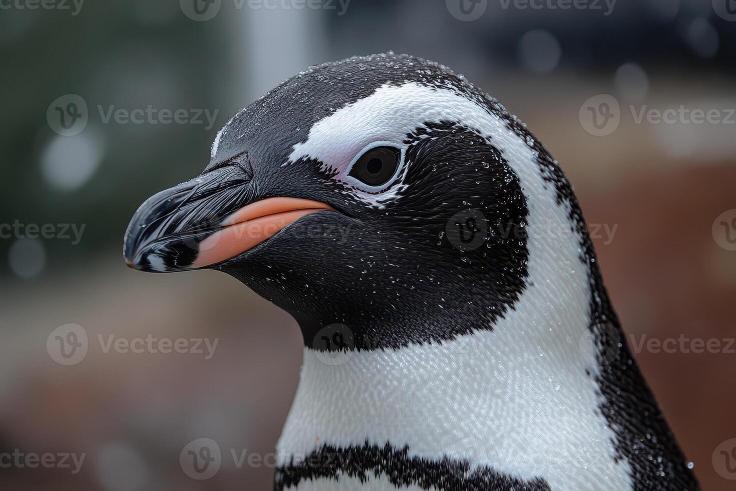 Penguin portrait in a snowy habitat at the zoo photo