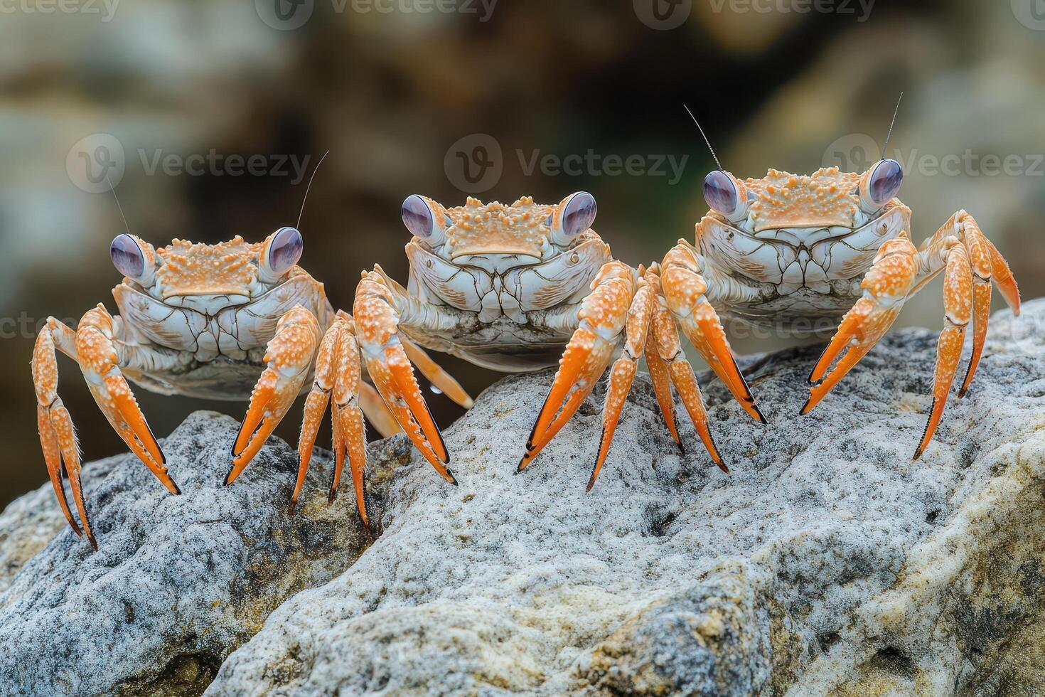 Crabs on rocky shore in bright daylight photo