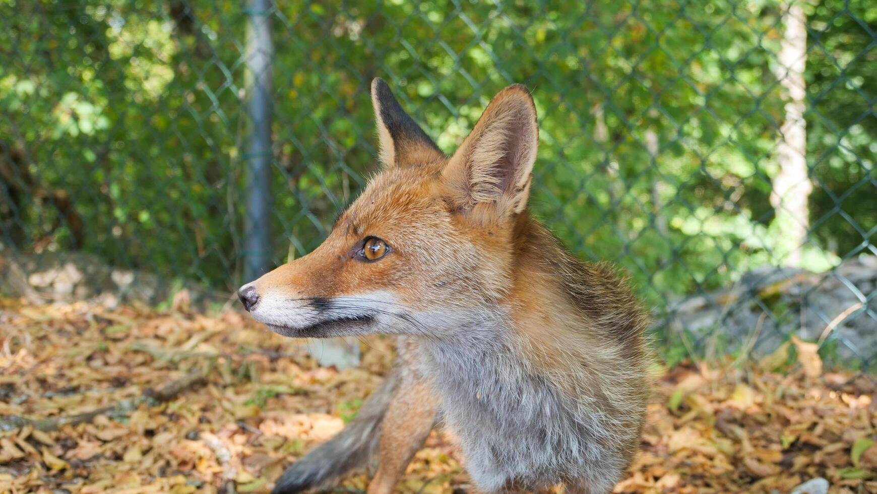 Fox explores forest floor surrounded by fallen leaves and greenery in the warm sun of autumn photo