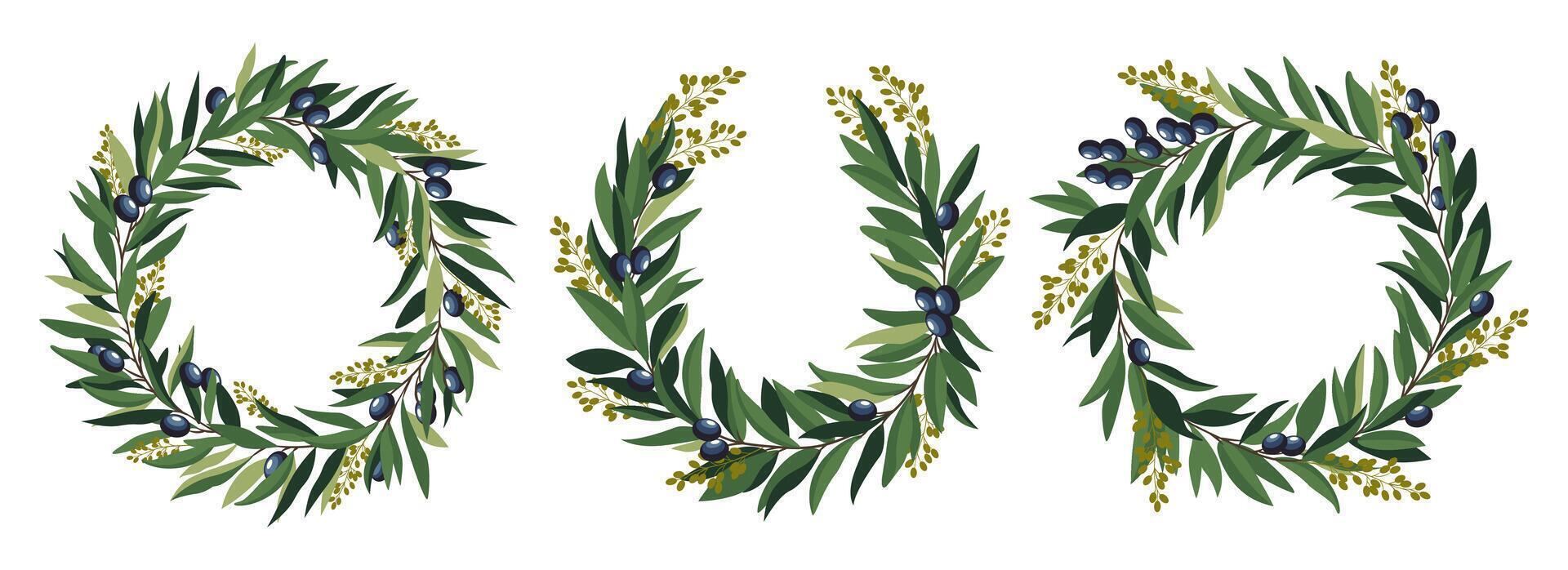 Collection of Olive Tree Wreath Round Frames. vector