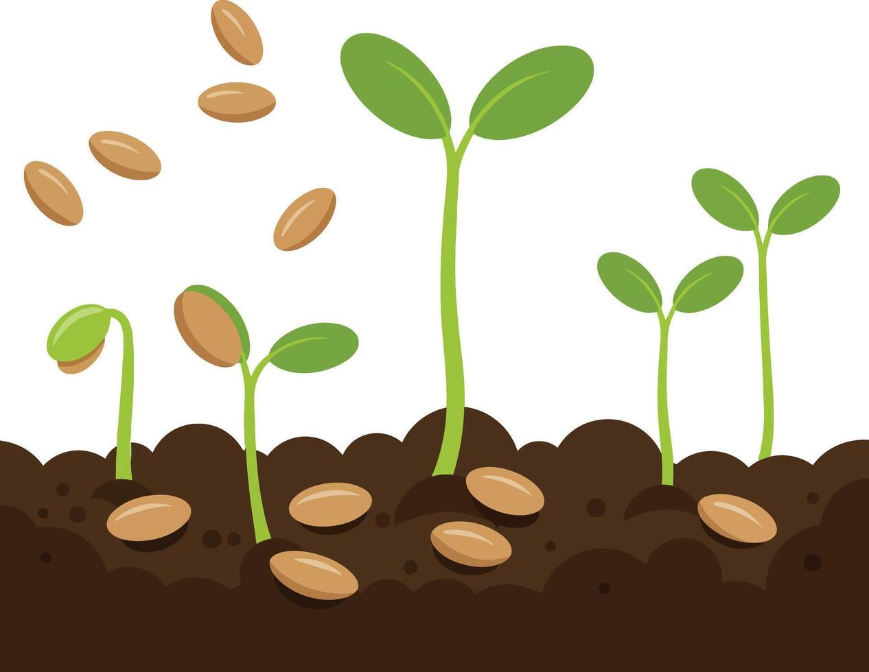Seed germination and young plant growth in soil illustration showing different stages of sprouting natural process vector