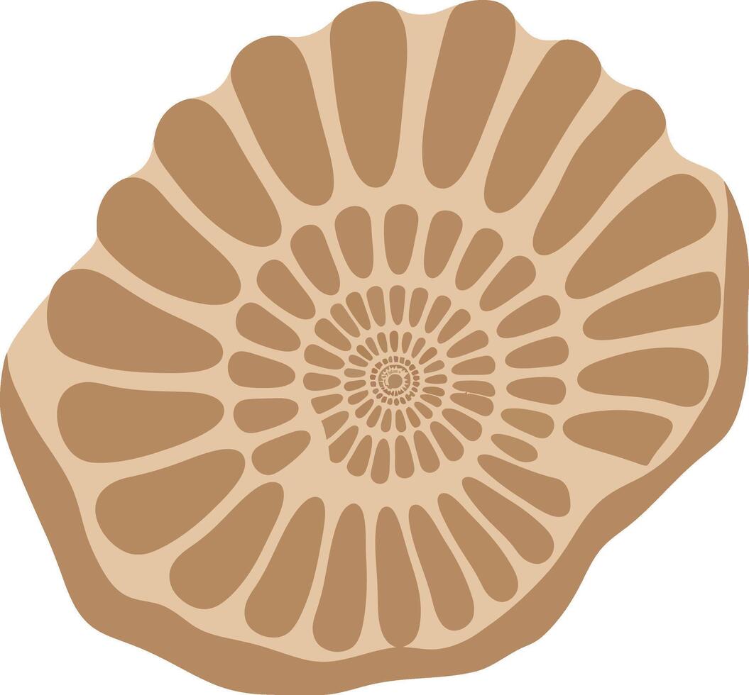 Fossilized ammonite shell spiral pattern illustration in beige and brown tones design for natural history and geology art vector