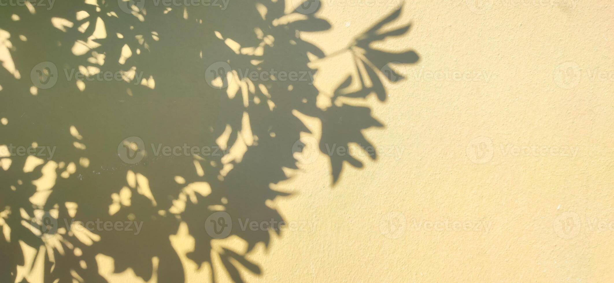 Sunlight dances through leaves casting intricate shadows on a warm wall during a tranquil afternoon in the park photo