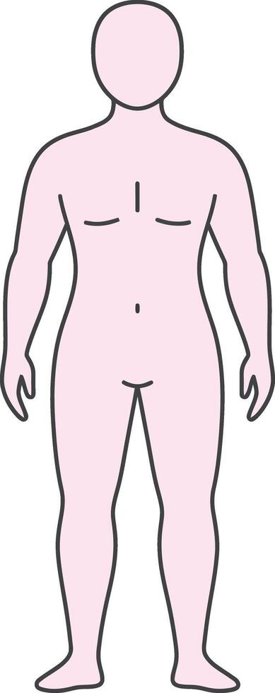Human body outline illustration with simple pink skin tone and minimalistic style in frontal view for anatomy education and design uses vector