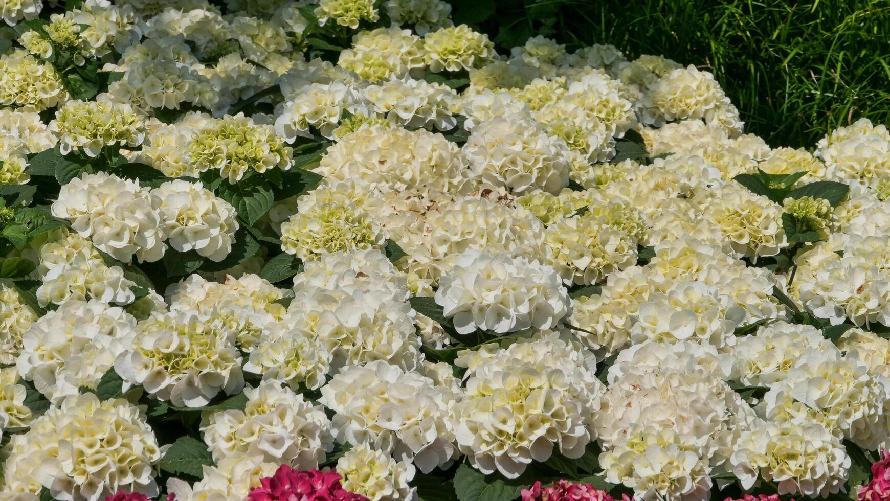 display of blooming hydrangeas in a sunlit garden showcasing nature's beauty amidst lush greenery photo