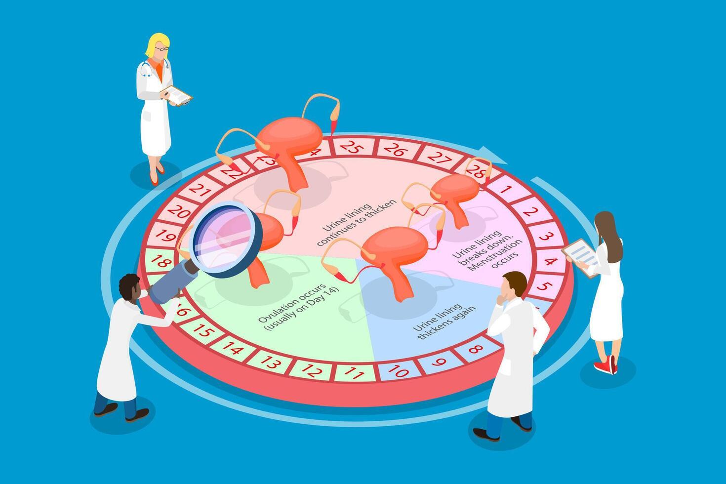 3D Isometric Flat Illustration of Womens Fertility Cycle Calendar , Ovulation Phase vector