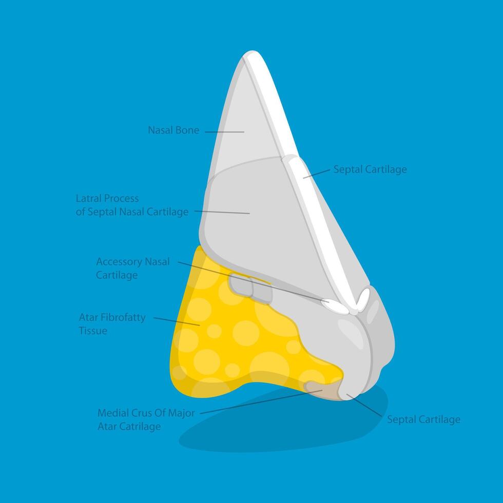 3D Isometric Flat Illustration of Nasal Anatomy, Anatomy Outline Diagram vector