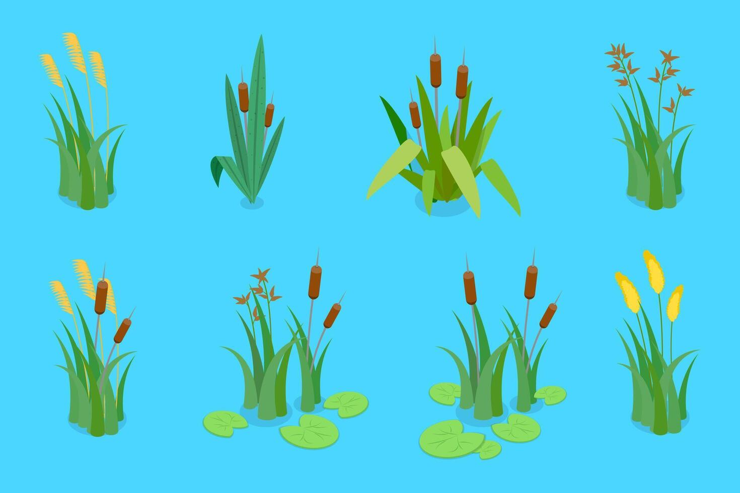 3D Isometric Flat Set of Lake Aquatic Plants, Marsh Reed vector