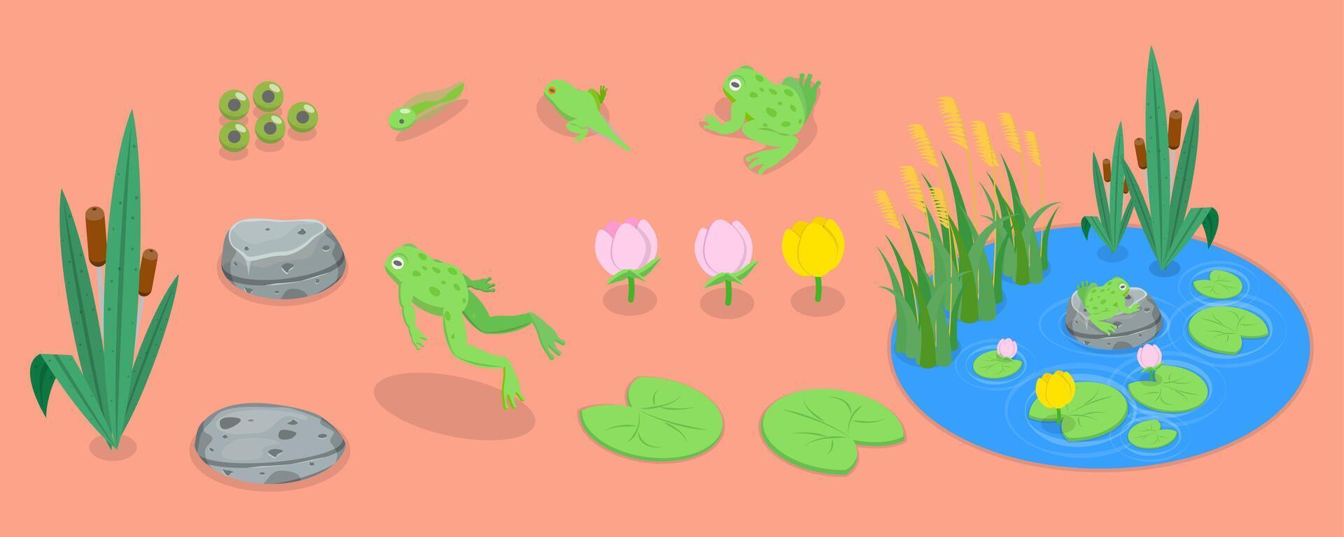 3D Isometric Flat Set of Cartoon Frogs, Toad Life Cycle vector