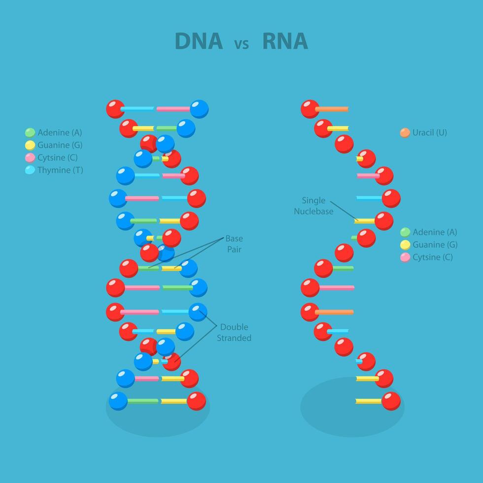 3D Isometric Flat Illustration of DNA Vs RNA, Deoxyribonucleic and Ribonucleic Acid vector