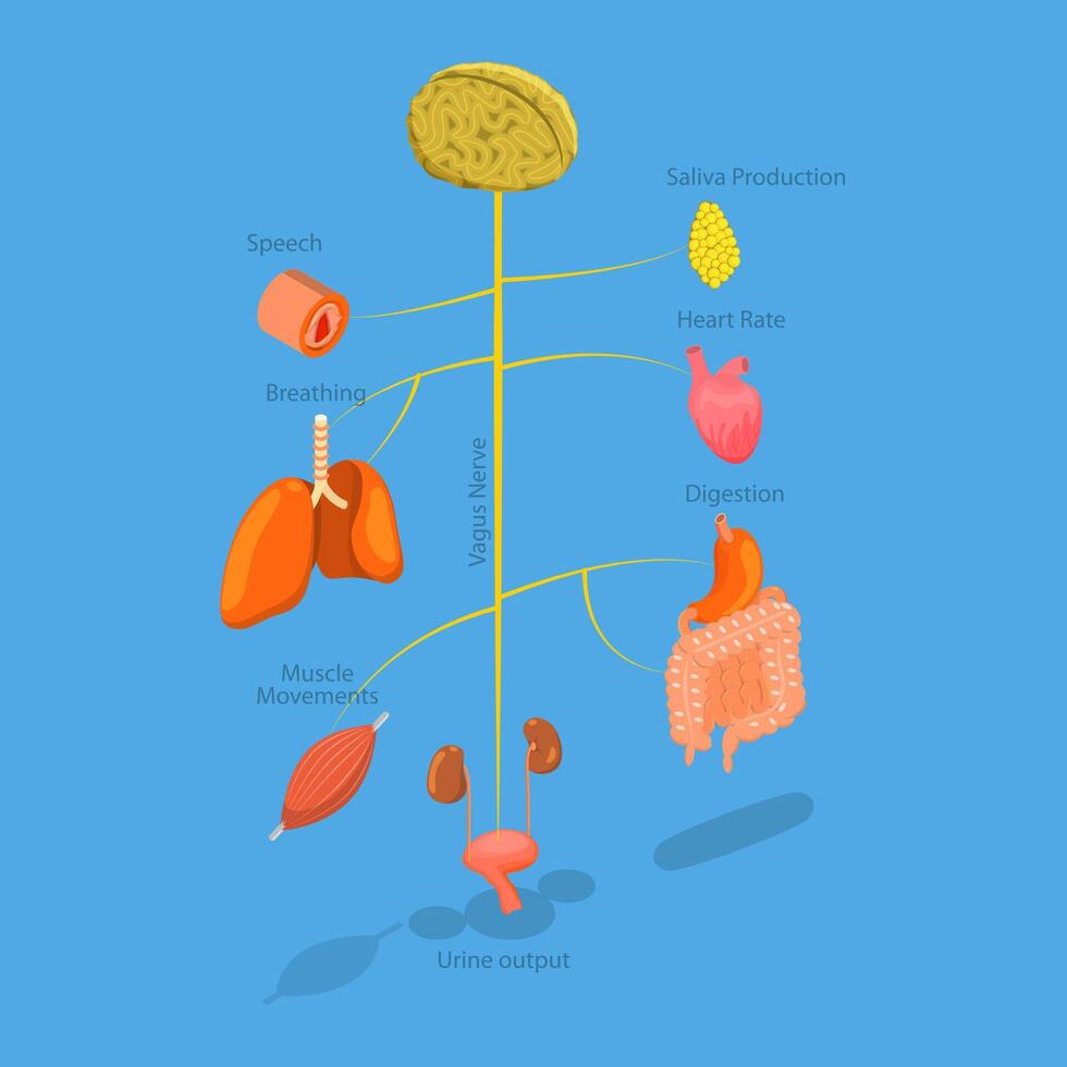 3D Isometric Flat Illustration of Vagus Nerve, Medical Diagram vector