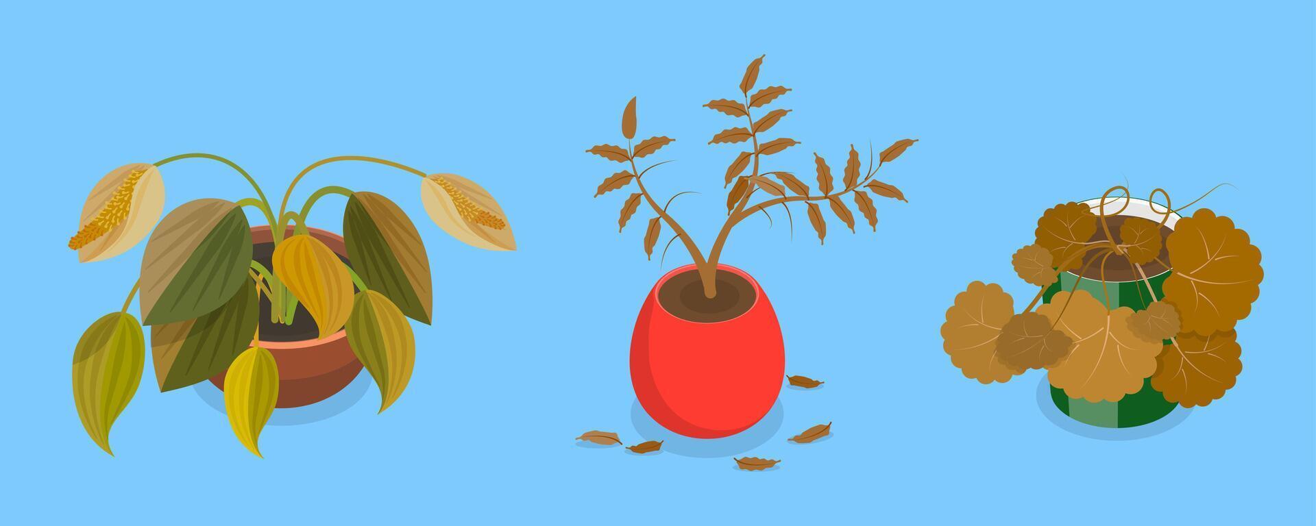 3D Isometric Flat Set of Withered Houseplants In Pots, Fading Indoor Plants vector