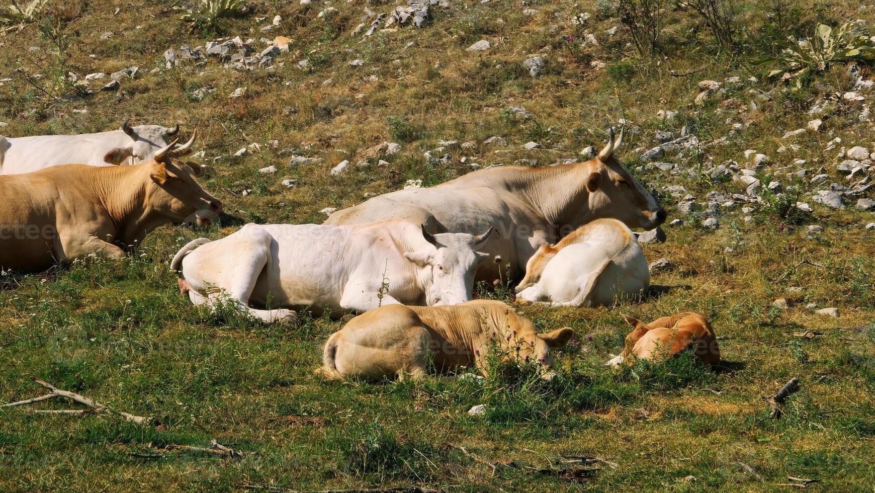Cattle lounging in a sunny meadow surrounded by rocky hills on a warm afternoon photo