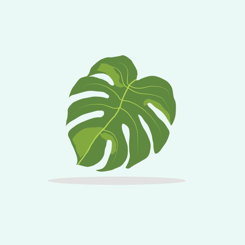 leaf of tropical monstera isolated on bright background vector